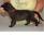 Maschio RossoBlu a 3 settimane / Male RedBlu 3 weeks old