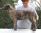 Maschio NeroBlu a 11 settimane / Male BlackBlue 11 weeks old