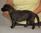 Femmina GiallaNera a 3 settimane / Female YellowBlack 3 weeks old