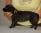 Femmina GiallaBlu a 3 settimane / Female YellowBlu 3 weeks old