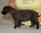 Maschio NeroBlu a 3 settimane / Male BlackBlu 3 weeks old