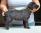 Femmina GialloNera 4 settimane /Female YellowBlack 4 weeks old