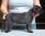Maschio RossoBlu 4 settimane /Male RedBlue 4 weeks old