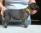 Maschio Giallo 4 settimane /Male Yellow 4 weeks old