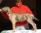 femmina gialla a 10 settimane / female yellow 10 weeks old