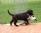 primi passi, prima preda / first steps, first prey