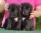 i due maschietti / the two boys