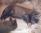 cuccioli a 4 giorni / puppies 4 days old