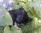 Beatrix Potter a 6 settimane / 6 weekd old