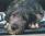 Il naso di Twinkleberry / Twinkleberry's nose
