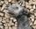 Duc de Vallombreuse a 1 anno e 6 mesi /  1 year and 6 months old 