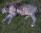 HIbeck Lady Felicity gravida / pregnant
