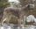 Corisande a 4 anni / 4 years old