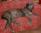 in dolce attesa / the day before whelping