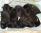 6 degli 8 scalmanati / 6 on 8 irrestistible puppies