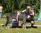 Gianburrasca dei Mangialupi a 5 mesi BIS Finnic Club Show/ 5 months old BIS Finnic Club Show
