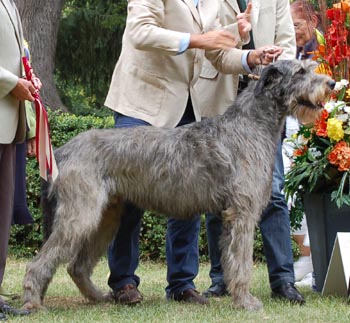 scheda2010.jpg
