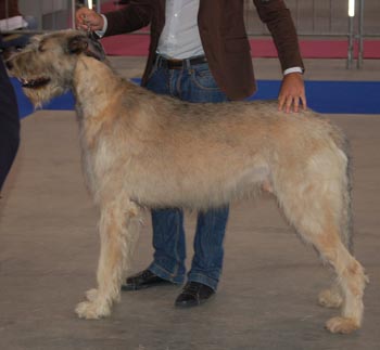 SchedaDic09.jpg