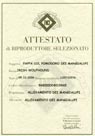 PappaRiproduttore.jpg