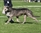 Ada dei Mangialupi a 4 anni all'Eiwc Show/ 4 years old at Eiwc Show