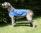 Alice in Wonderland a 4 anni, Campione Europeo di Coursing 2002 / 4 years old, European Coursing Champion 2002