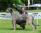 Baloo a 11 mesi / 11 months old