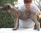Baloo dei Mangialupi a 11 settimane / 11 weeks old