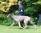 Baloo a 11 mesi / 11 months old