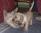 Hibeck Basil Beaujolais a 4 mesi / 4 months old & Hibeck Tangerine, amore a prima vista / love at first sight