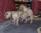 Hibeck Basil Beaujolais a 4 mesi / 4 months old & Hibeck Tangerine, amore a prima vista / love at first sight