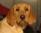 Hibeck Basil Beaujolais a 10 mesi / 10 months old