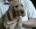 Hibeck Basil Beaujolais a 5 mesi / 5 months old
