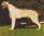Sir Apricot Jam a 1 anno e 6 mesi / 1 year and 6 months old
