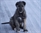 Master a 7 mesi/7 months old