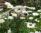 Miss Moppet il camaleonte / the chameleon
