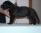 Benjiamin Malaussene a 3 settimane / 3 weeks old