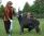 Benjamin Malaussene Puppy BIS - Padenghe 2006
