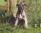 HIbeck Sacher a 10 settimane / 10 weeks old