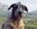Hibeck Sacher a 6 mesi / 6 months old
