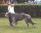 HIbeck Sacher a 8 anni / 8 years old