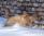 Hibeck Tangerine a 1 anno e 5 mesi / 1 year and 5 months old