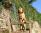 Hibeck Tangerine a 5 mesi / 5 months old
