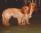 Hibeck Tangerine a 1 anno e 5 mesi / 1 year and 5 months old & Hibeck Basil Baujolais