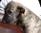 Le Capitaine Fracasse a 2 mesi / 2 months old