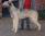 Pitlochry's Zardoz ad 1 anno / 1 year old