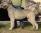 Pitlochry's Zardoz a 1 anno e 4 mesi / 1 year e 4 months old