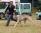 Pitlochry's Zardoz a 1 anno e 6 mesi / 1 year and 6 months old