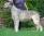 Pitlochry's Zardoz a 1 anno e 6 mesi / 1 year and 6 months old