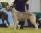 Pitlochry's Zardoz a 1 anno e 6 mesi / 1 year and 6 mesi 