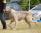 Pitlochry's Zardoz a 1 anno e 6 mesi / 1 year and 6 months old